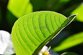 番石榴葉,陽(yáng)光,新鮮