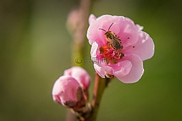 開花,蜜蜂,昆蟲