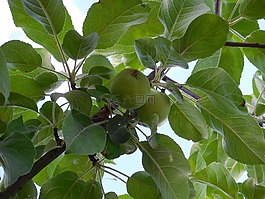 蘋(píng)果,樹(shù),分支