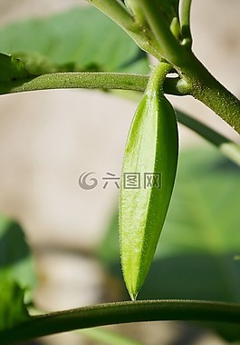 花蕾,綠色花芽,陽光