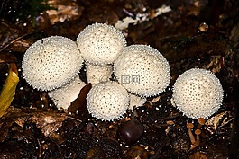 蘑菇,森林,秋季