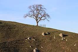 景觀,戶外,樹