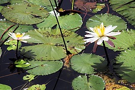 蓮花,莉莉,花