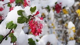 冬天,春天,鮮花