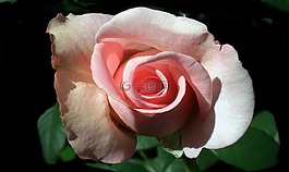 花,玫瑰,花瓣