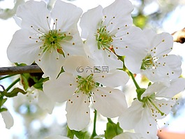 櫻花,花園,櫻桃