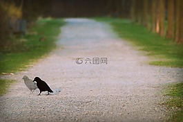 鳥,離,公園