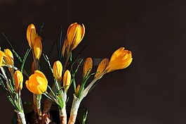 藏紅花,黃色,花