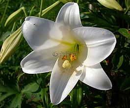 花,百合,白