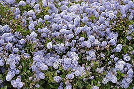 鮮花,碗,藍色