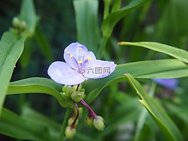 花,開花,紫