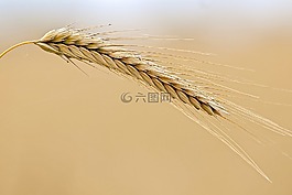 谷物,耳,廠