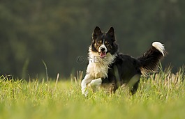 狗,哺乳動物,動物