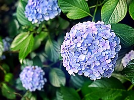 繡球,鮮花,花
