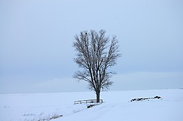 雪,白,冷