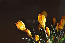 藏紅花,花,廠