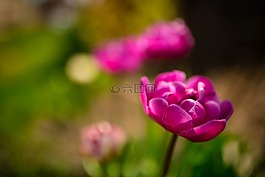 紫色,花,盛开