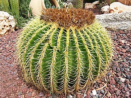 仙人掌,花園,大自然