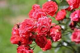 玫瑰,花,花的