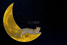 幻想,月球,豹