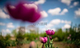 紫罗兰色,紫色,花
