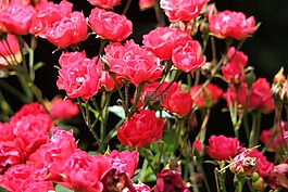 玫瑰,鮮花,花的