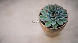 綠色,植物,自然
