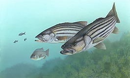 鱸魚,條帶低音,魚