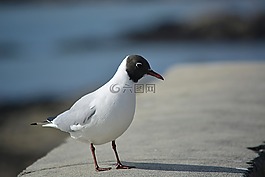 海鷗,燕鷗,鳥