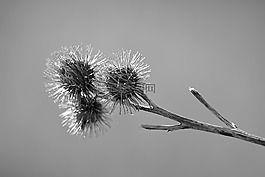 蒺藜,植物,性质
