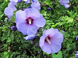 花,開花,紫
