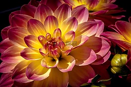 嬌琴紗,花,開花