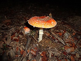 蘑菇,秋,森林