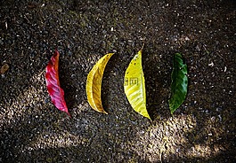 保存,葉子,綠色