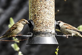 麻雀,斯珀林,鳥