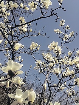 玉蘭花,自然,風(fēng)景