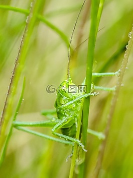 蚱蜢,金鐘,性質(zhì)