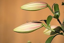 百合,芽,廠