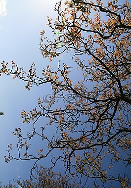 樹(shù),性質(zhì),天空