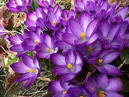 花,krokus,紫