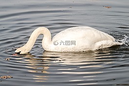 疣鼻天鵝,天鵝,鳥