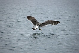 動(dòng)物,海,海鳥