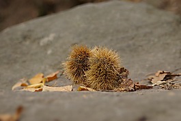 秋季,板栗,刺
