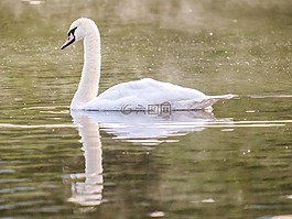 疣鼻天鵝,天鵝,鳥