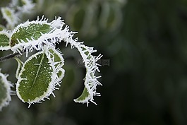 葉子,凍結(jié),冬天