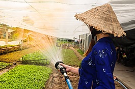 農(nóng)業(yè),護(hù)理,樹