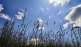 天空,性質(zhì),草