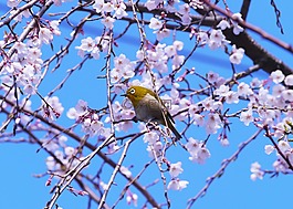 櫻桃,春天,鮮花
