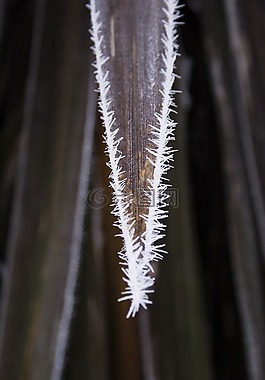 凍結(jié),霜,葉