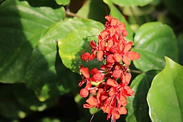 紅色,橙色,鮮花
